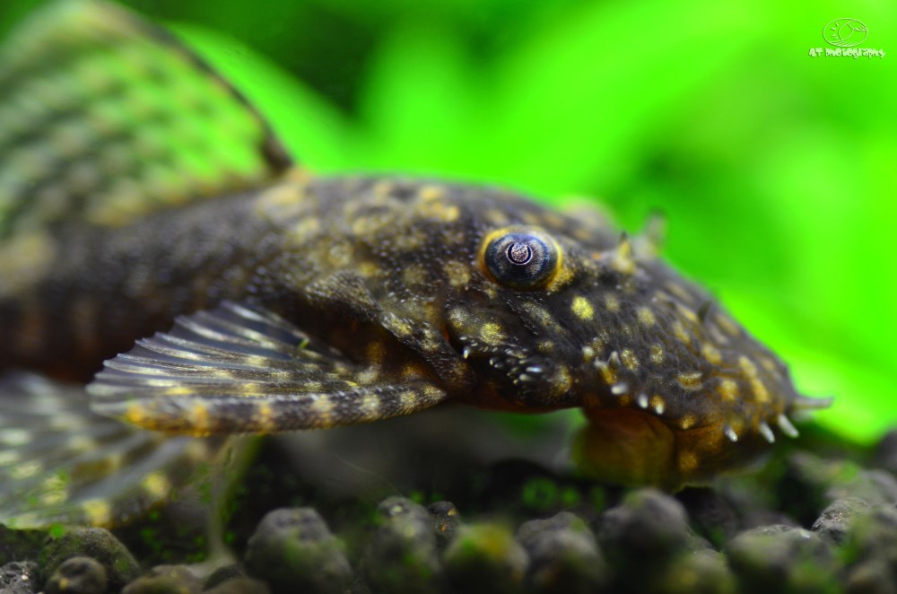 Dwarf bristlenose plecostomus APSA